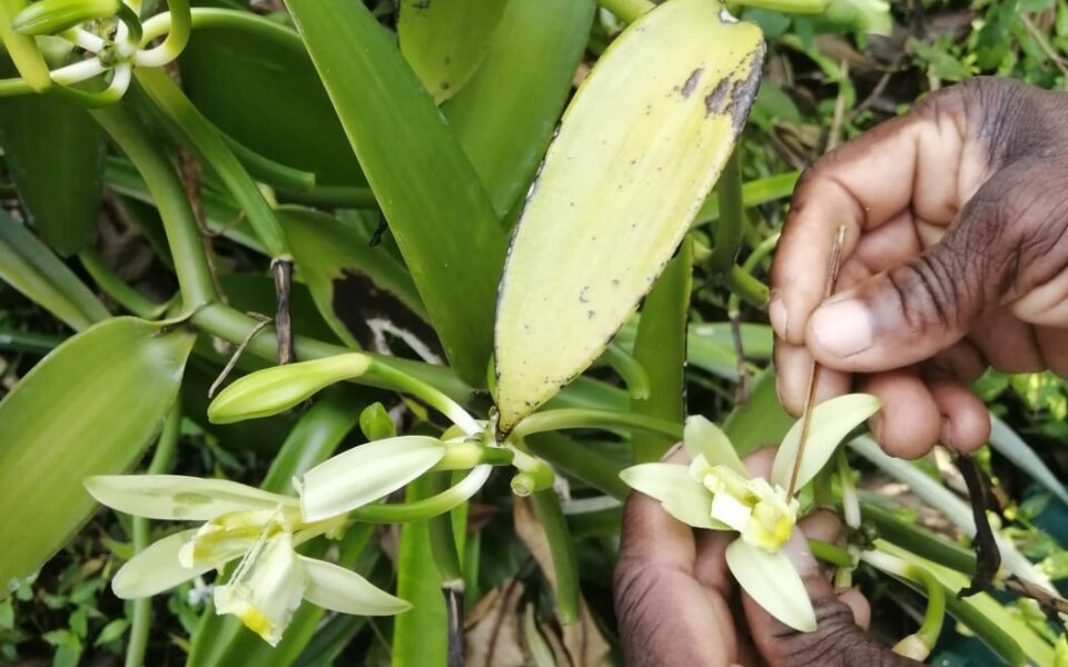 SalvaTerra étudie les clés du redécollage de la vanille Bourbon des Comores