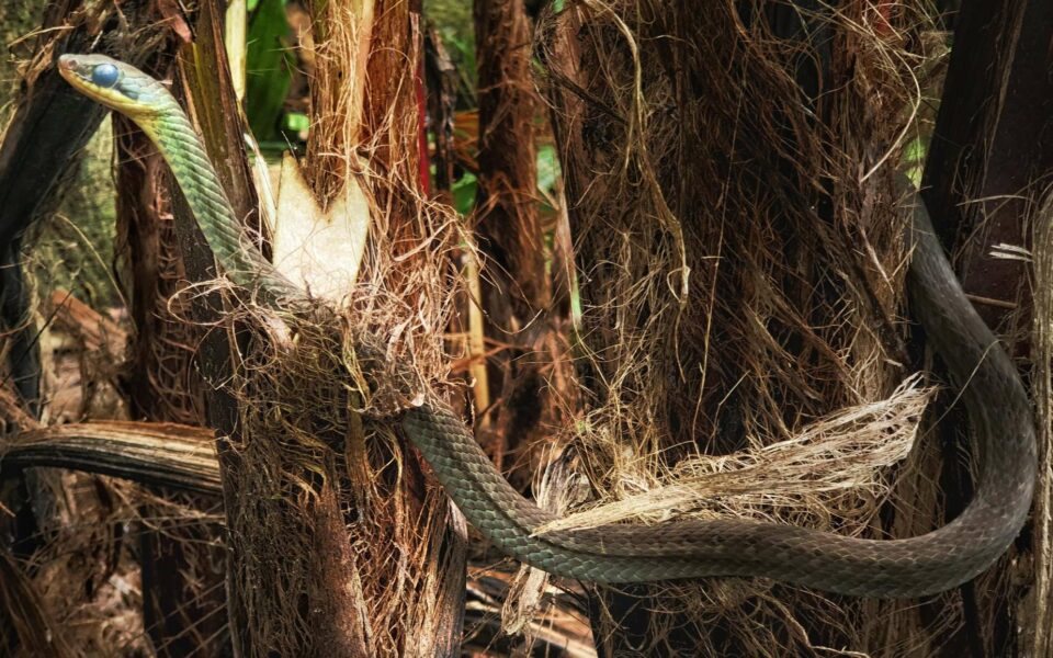 🌍 🦋 🌱 BIODIVERSITÉ. Après les discussions, place à l’action !